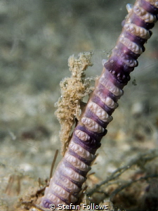 Sea Pen Shrimp - Latreutes sp. Mae Haad, Gulf of Thailand... by Stefan Follows 